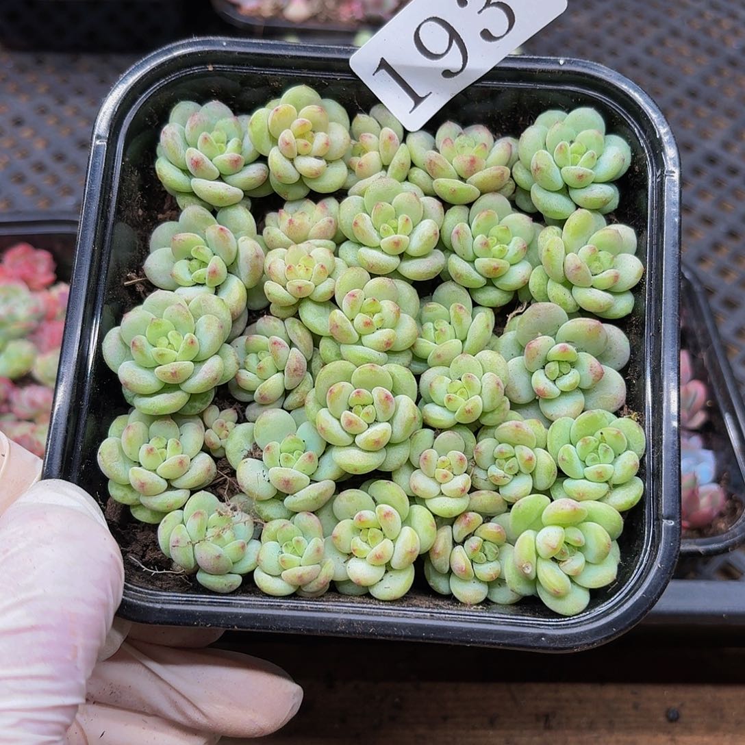 多肉植物多肉植物193