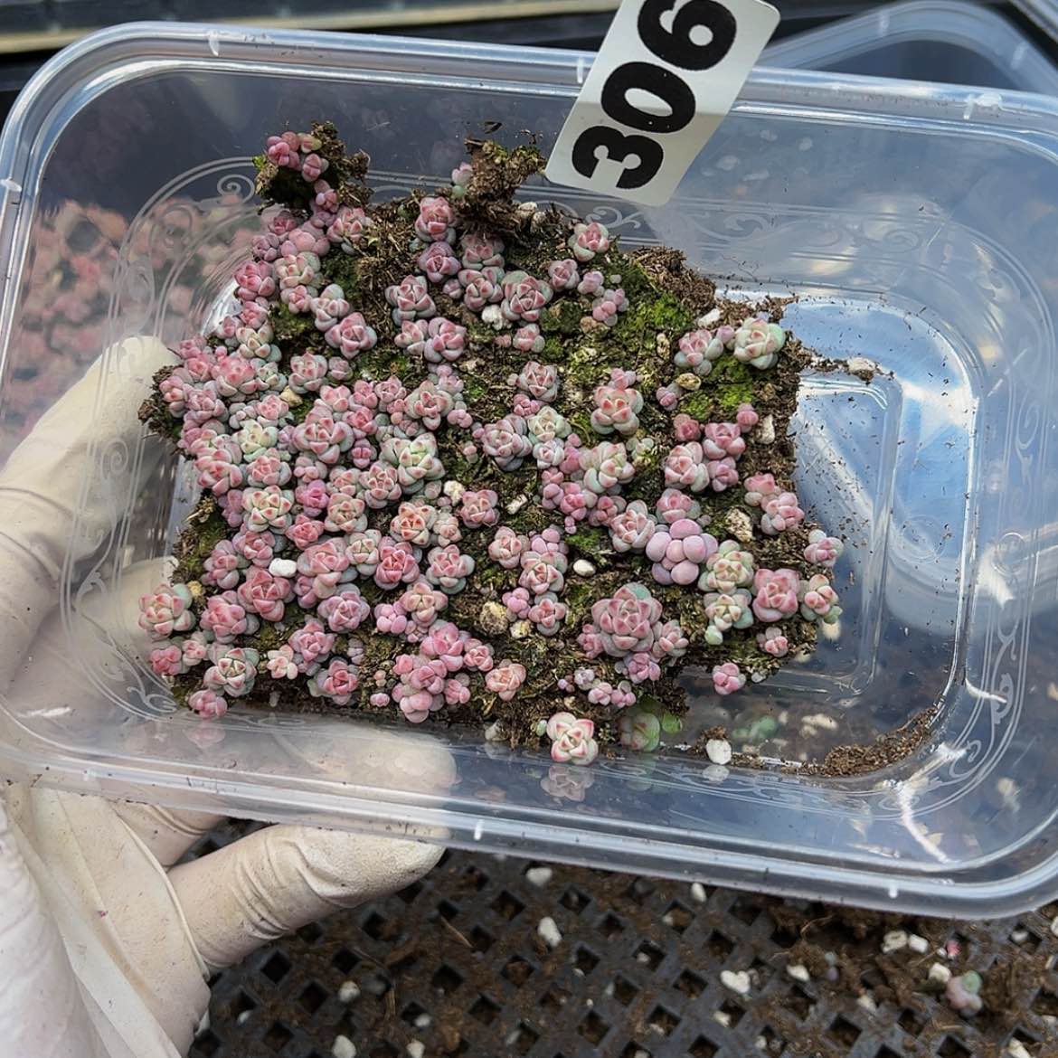 【闪购商品】多肉植物306