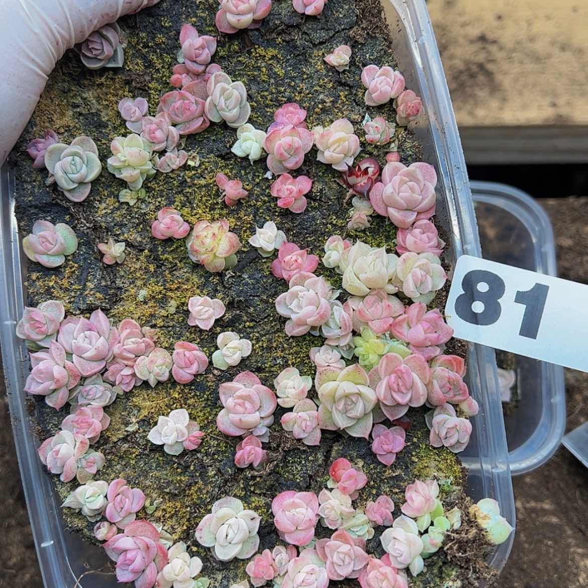 【闪购商品】多肉植物81