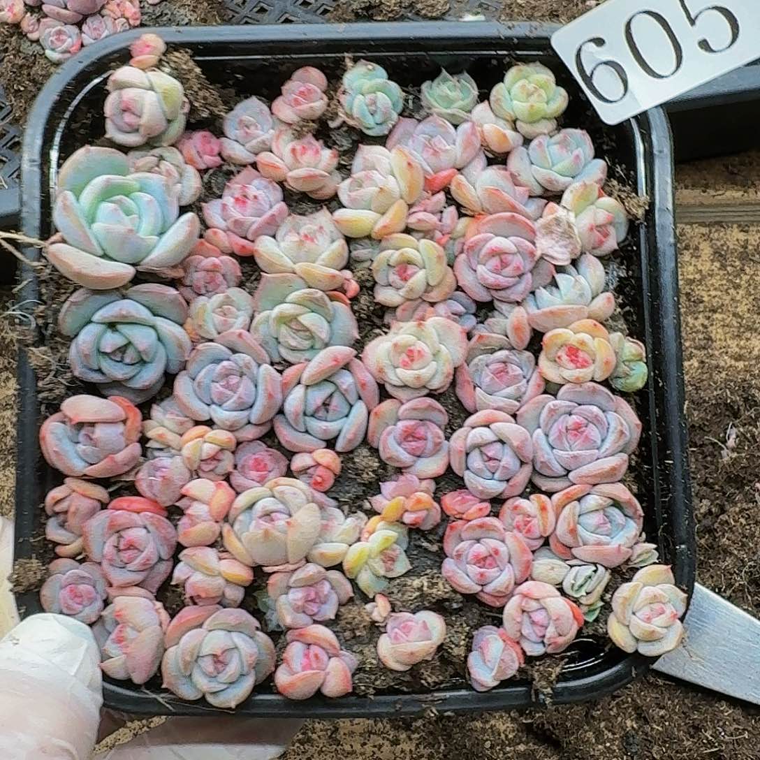 多肉植物多肉植物605