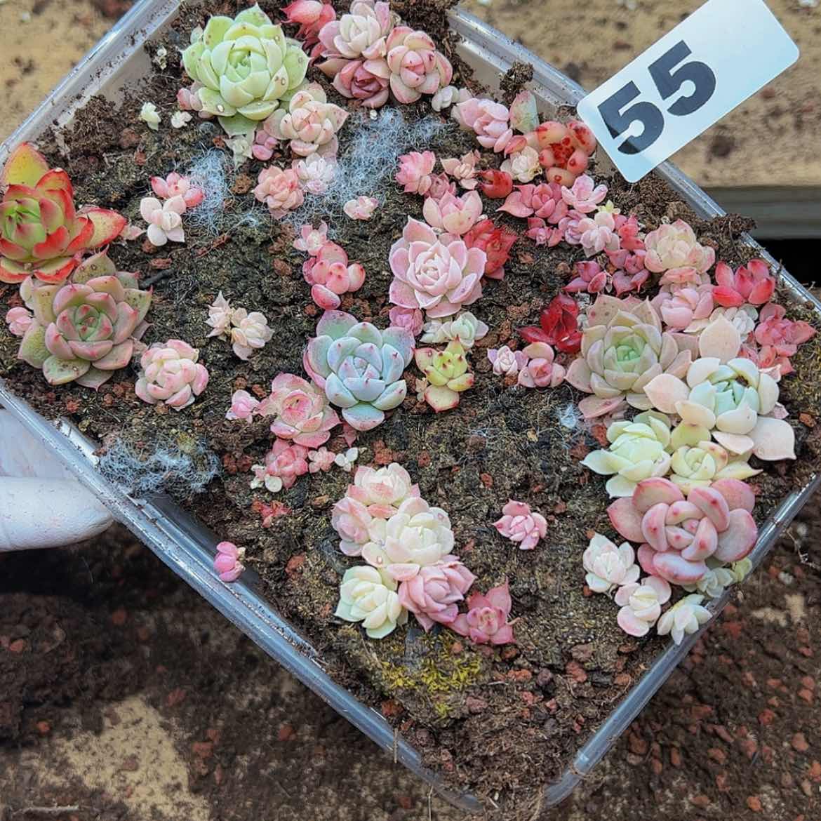 【闪购商品】多肉植物55