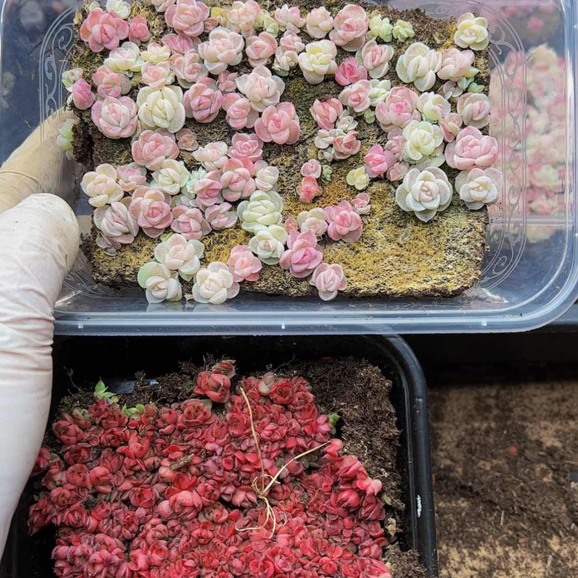 【闪购商品】多肉植物546