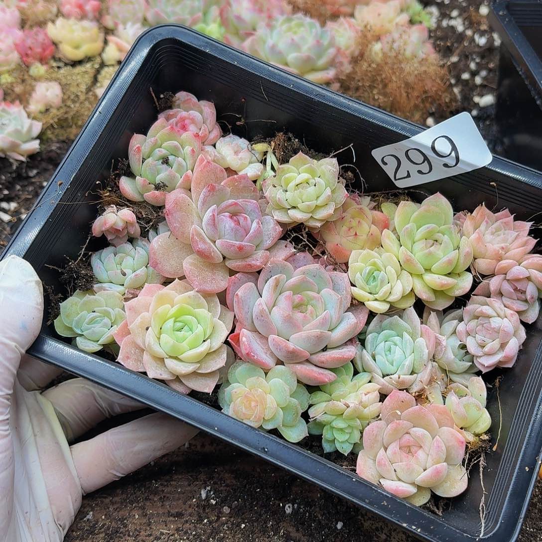 多肉植物多肉植物299