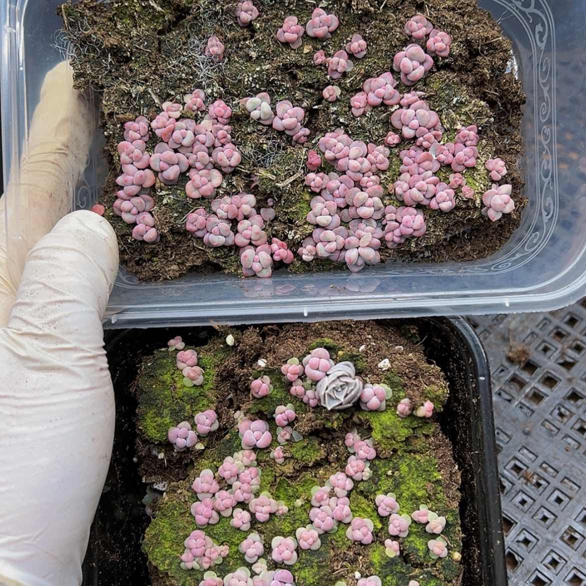 【闪购商品】多肉植物202