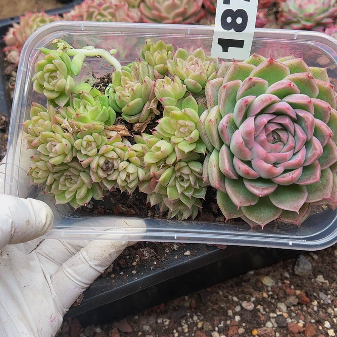【闪购商品】多肉植物187