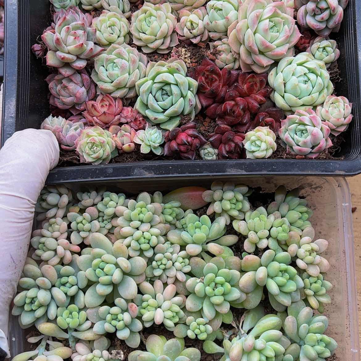 【闪购商品】多肉植物209
