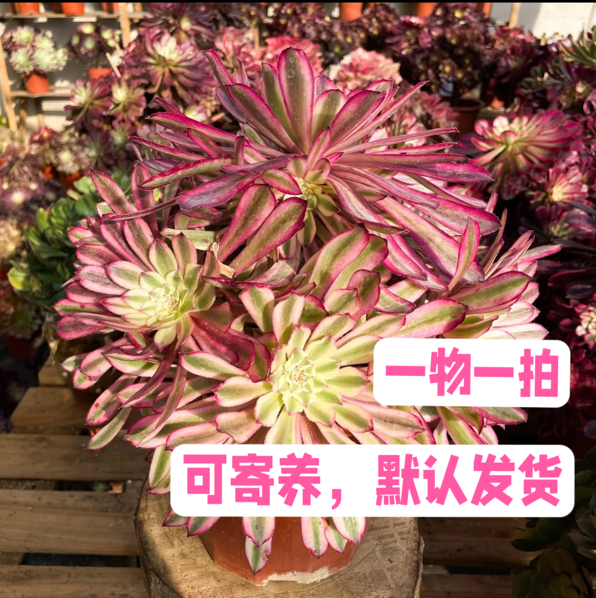 家庭多肉法师植物一物一拍裸根