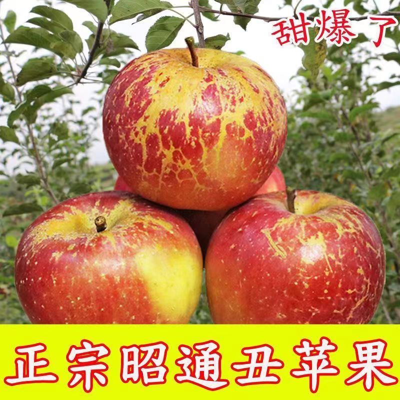 【才哥专属】云南昭通红富士苹果脆甜丑苹果水果一整箱产地直发