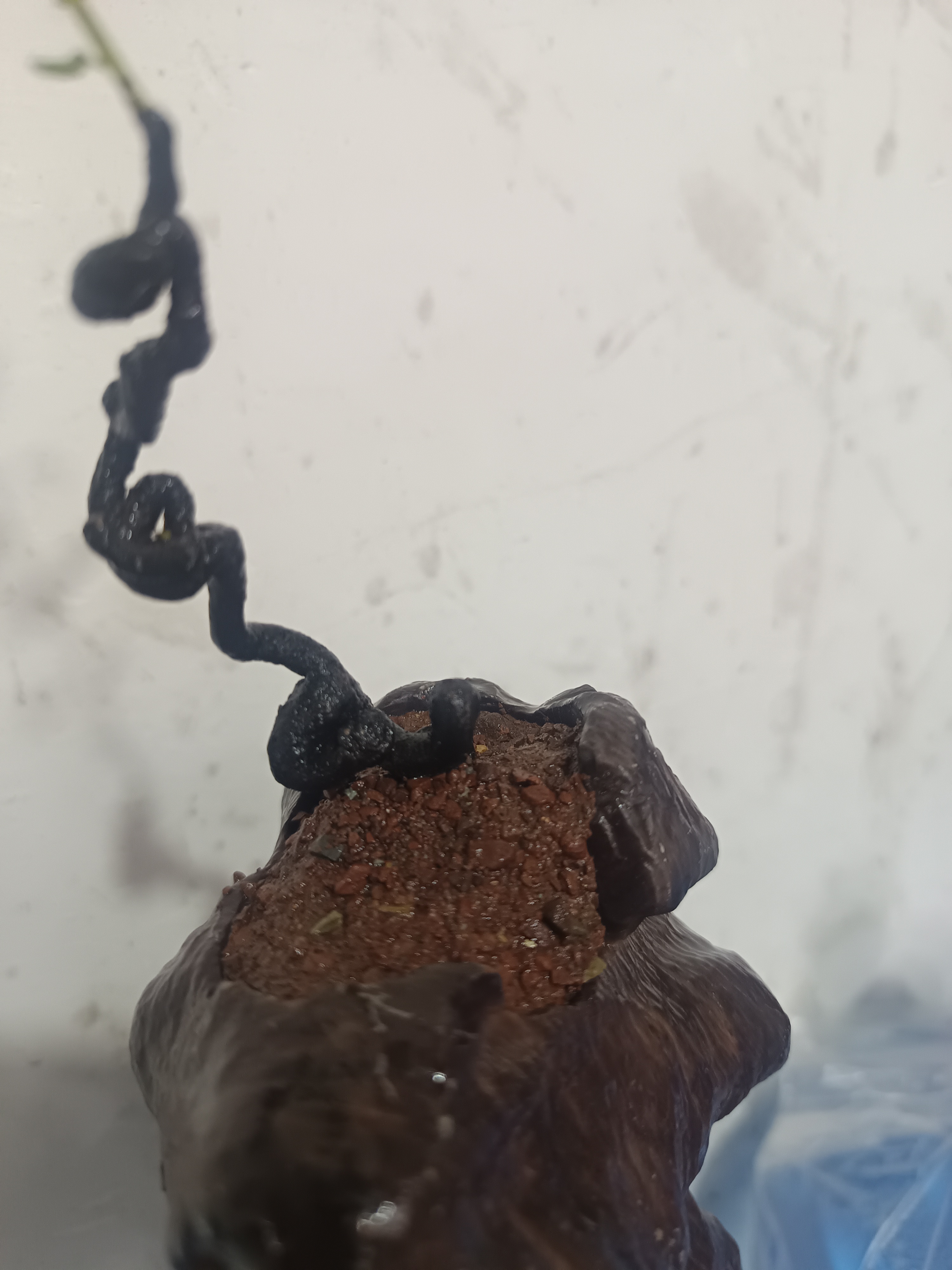 新人直播金弹子，一物一拍，请不要随意下单，