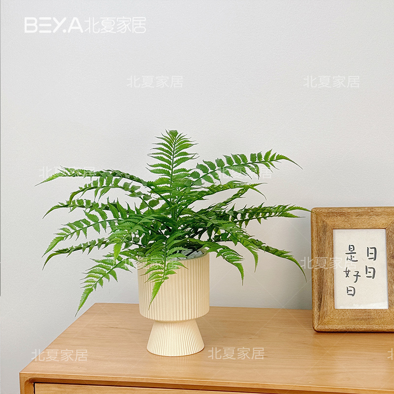 仿真波斯草绿植凤尾蕨波斯蕨小盆栽植物盆景套装摆件拍摄道具