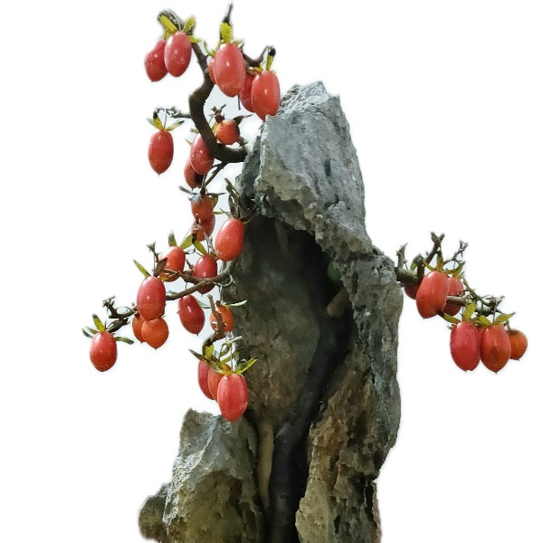 中屏老鸦柿（508~998）直播专用 请勿盲拍