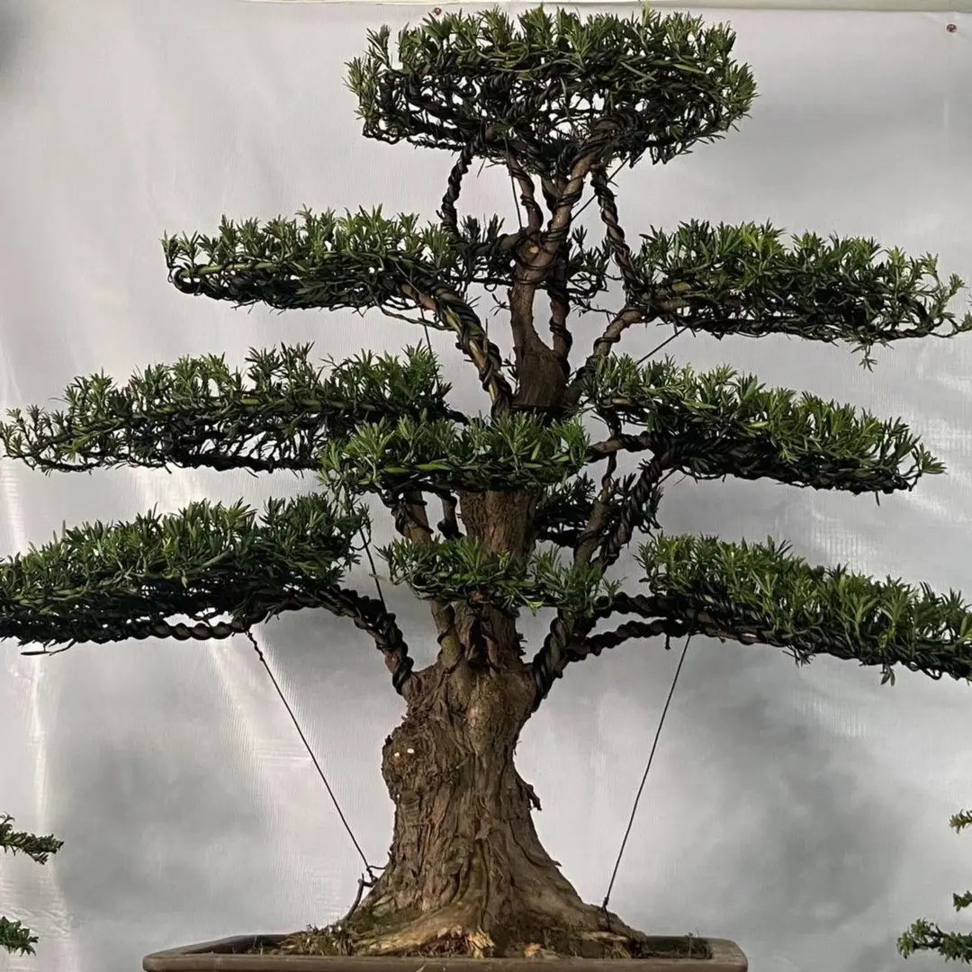 直播专项花卉绿植盆景
