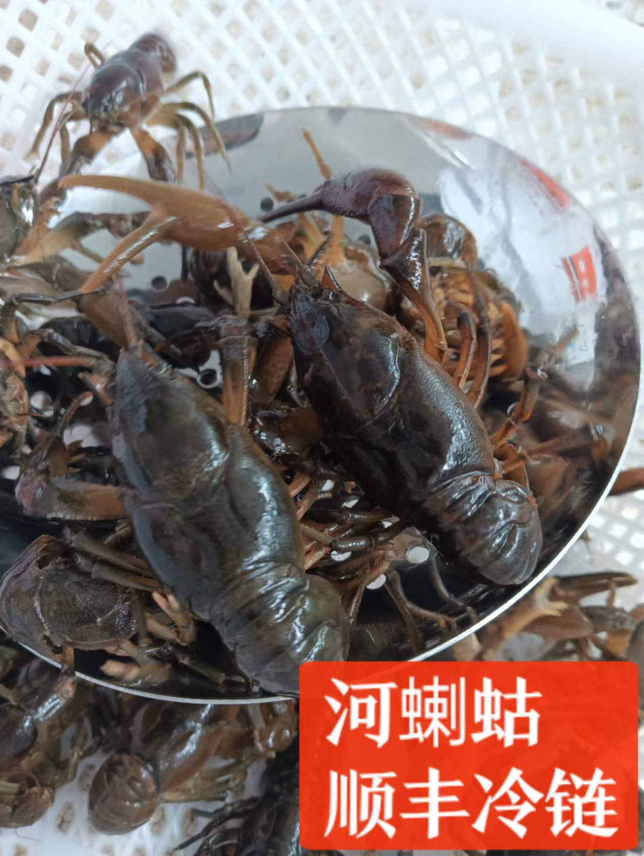 [顺丰快递]东北原生态溪水 河蝲蛄（学名黑鳖虾）保鲜不保活