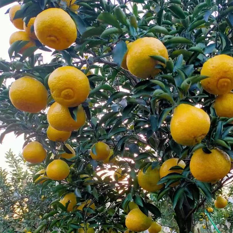 广西种植基地新鲜采摘黄金贡柚春香橘柚