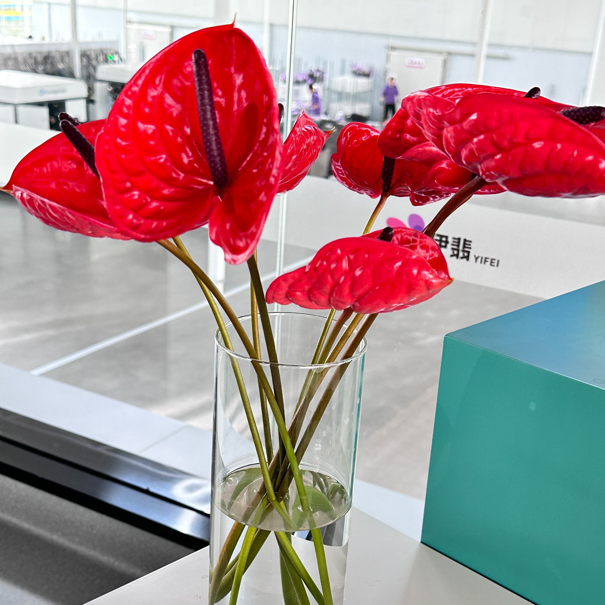 【伊翡红掌】【赠送2层保温棉】伊普斯 基地直发高端花卉绿植新鲜