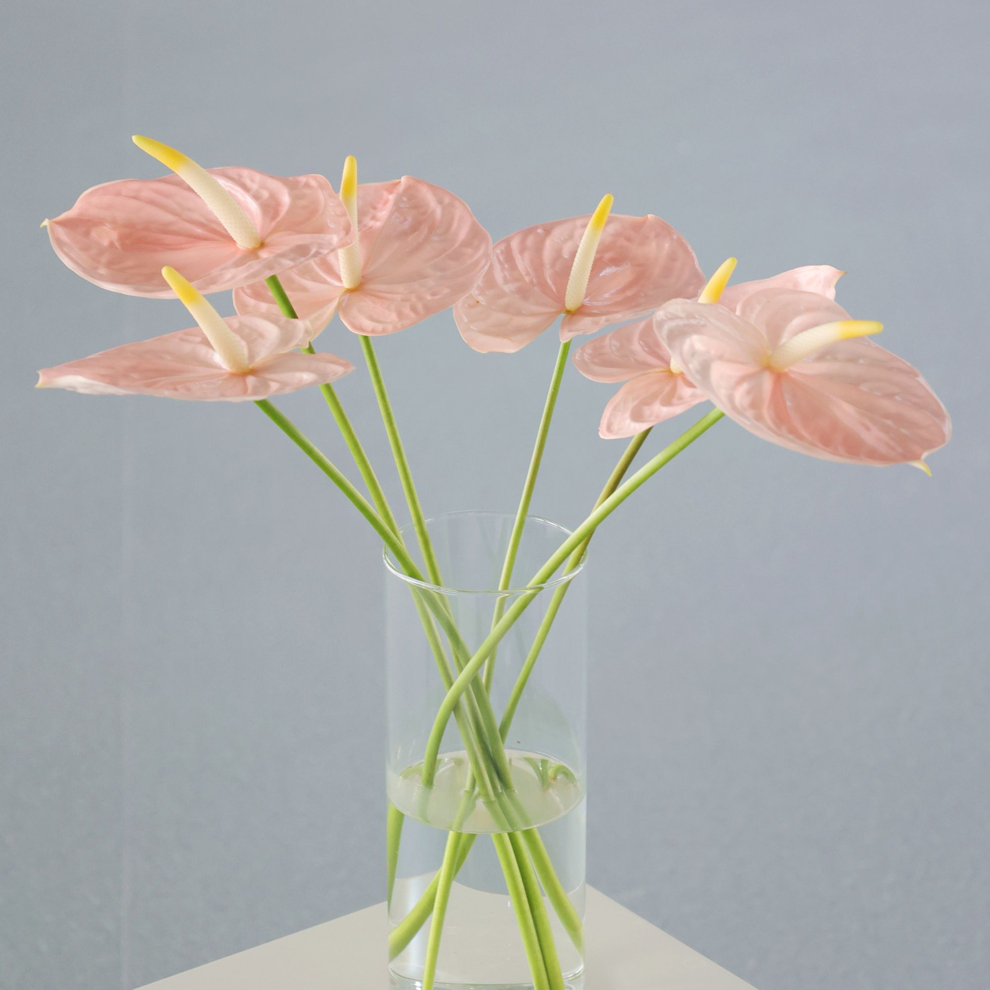 【伊翡红掌】法拉欧 彩掌鲜切花基地鲜花直发高端花卉新鲜耐放