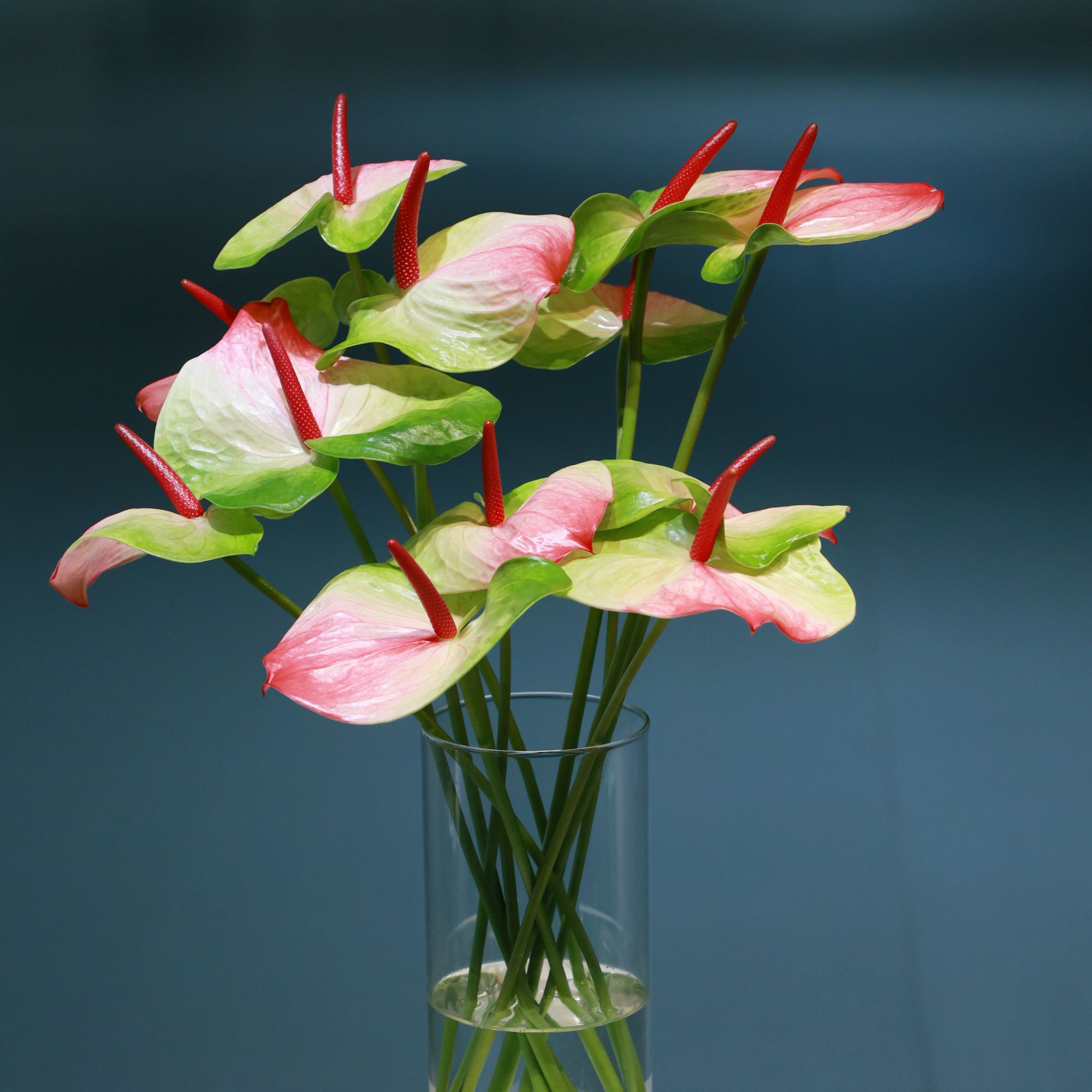 【伊翡红掌】【赠送2层保温棉】赛菲拉鲜切花基地直发高端花卉