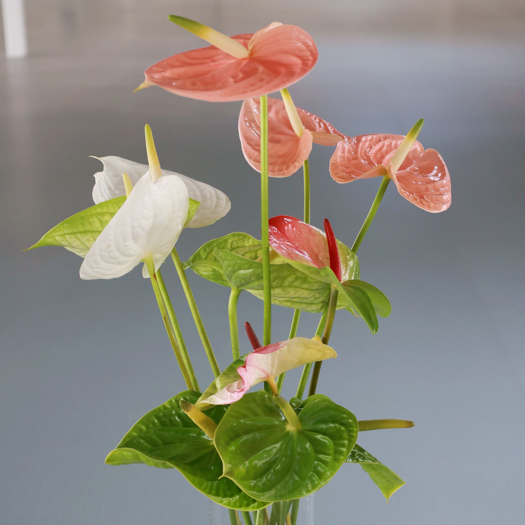 【伊翡红掌】【赠送2层保温棉】伊人组合（白粉绿迷醉复色）基地直发