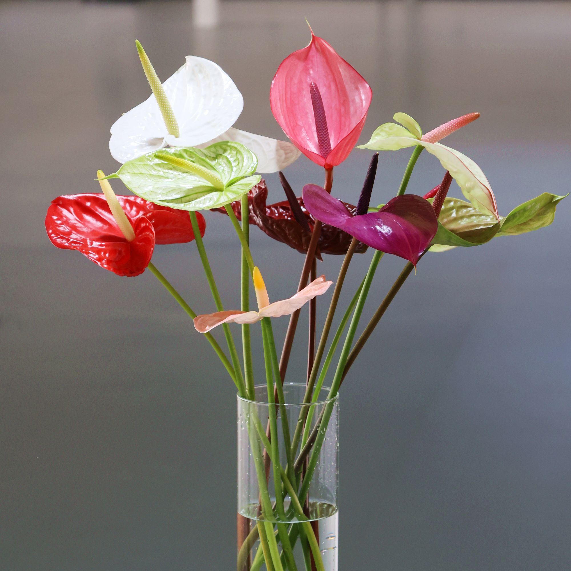 【伊翡红掌】【赠送2层保温棉】花季组合-O级16枝混色鲜切花 基地直发