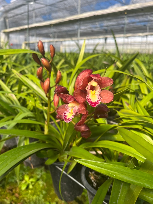 红玉珠。多摆款 (以直播间状态为准)