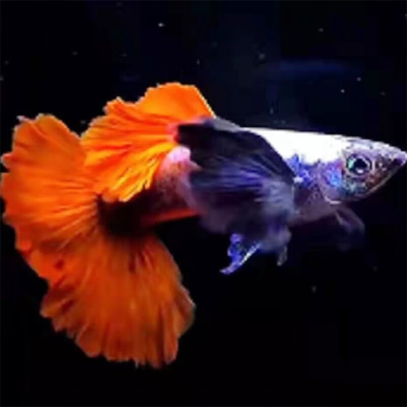 白金象耳红尾(无开箱视频不报损)