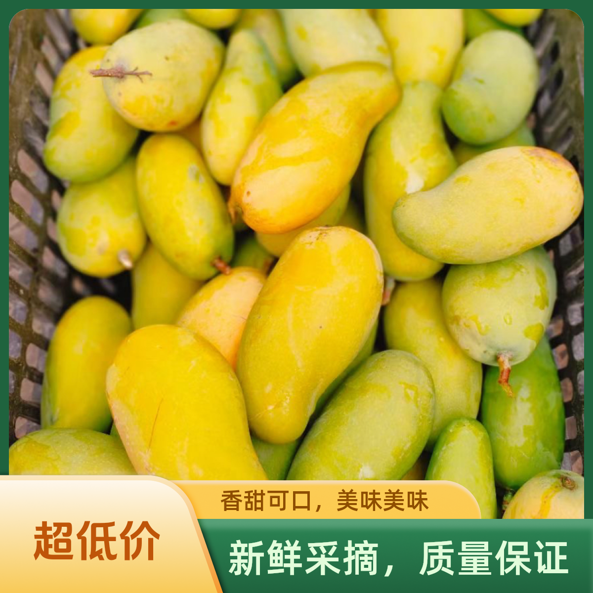 （虎牙妹直播间)旧城老品种芒果酸甜可口