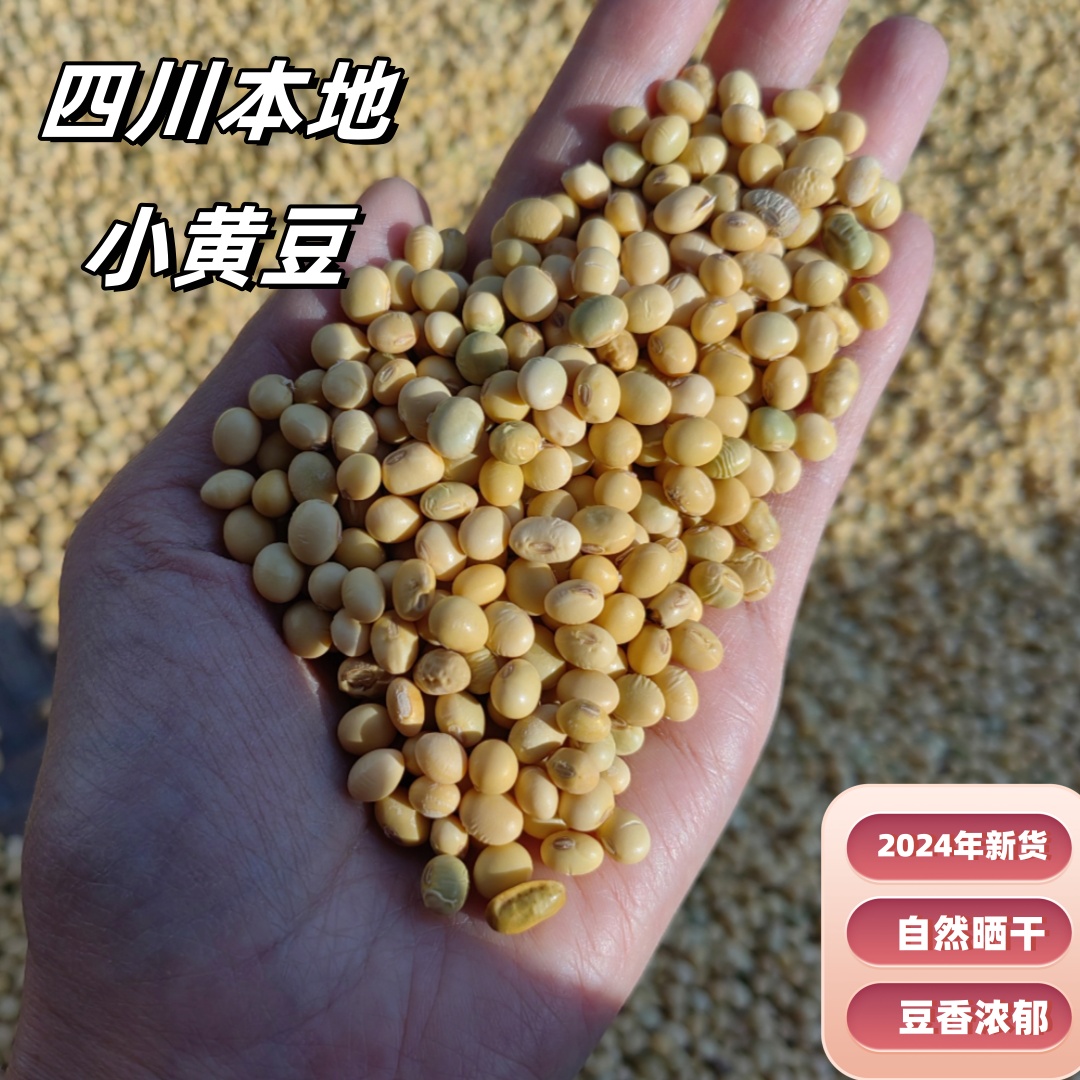 四川巴中特产本地农家自种小黄豆黄小豆豆浆用小黄豆土黄豆笨黄豆
