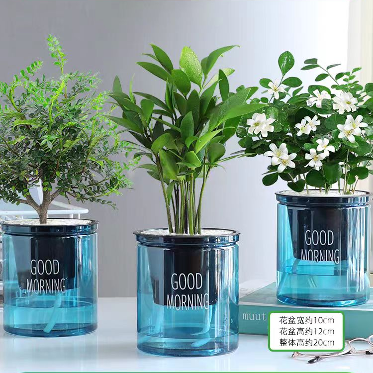 绿萝箩吊兰发财树花卉盆栽小绿植办公室内多肉植物水培好养除甲醛