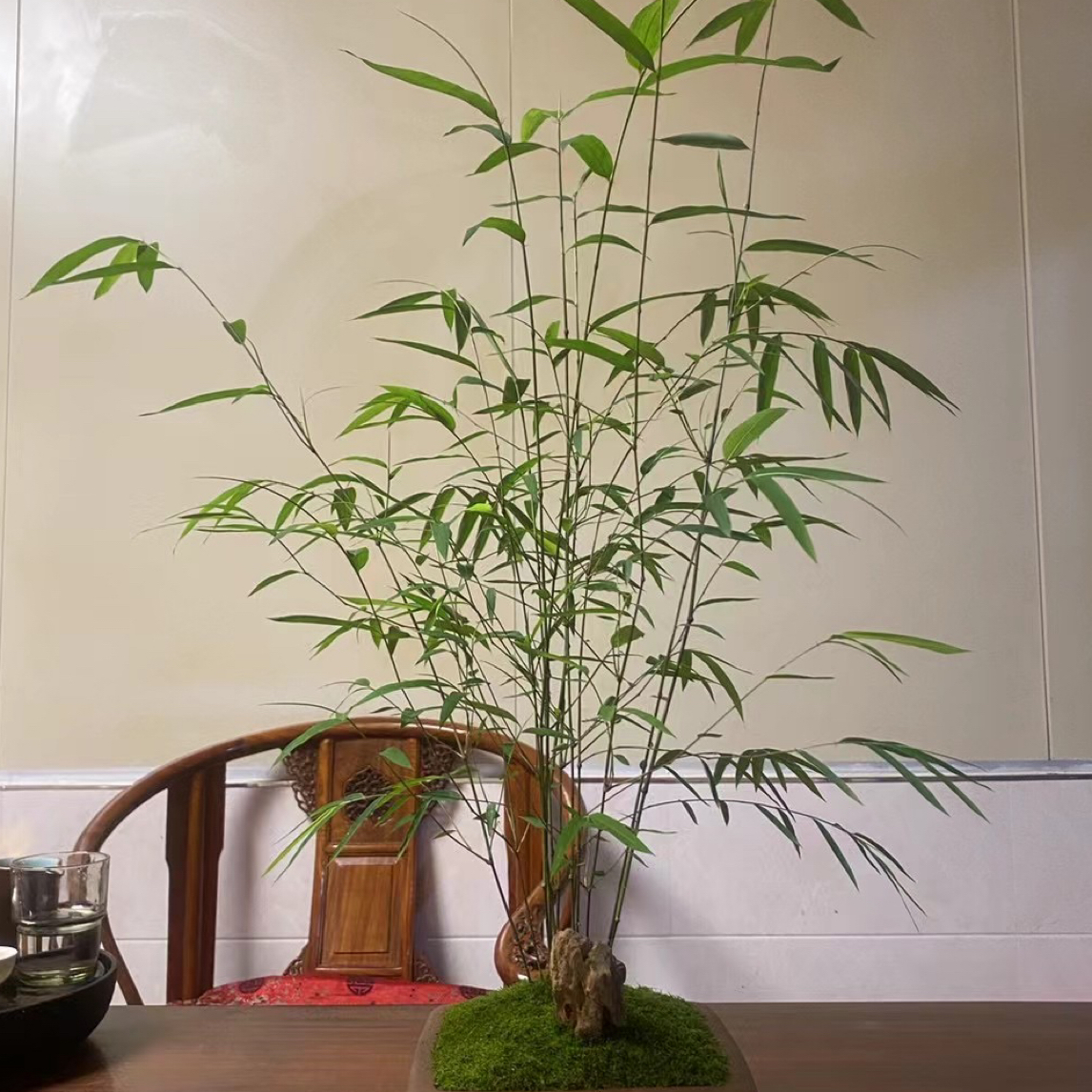 台湾内门竹～竹子中的劳斯莱斯1杆50（2到10杆都有）塑料盆发货