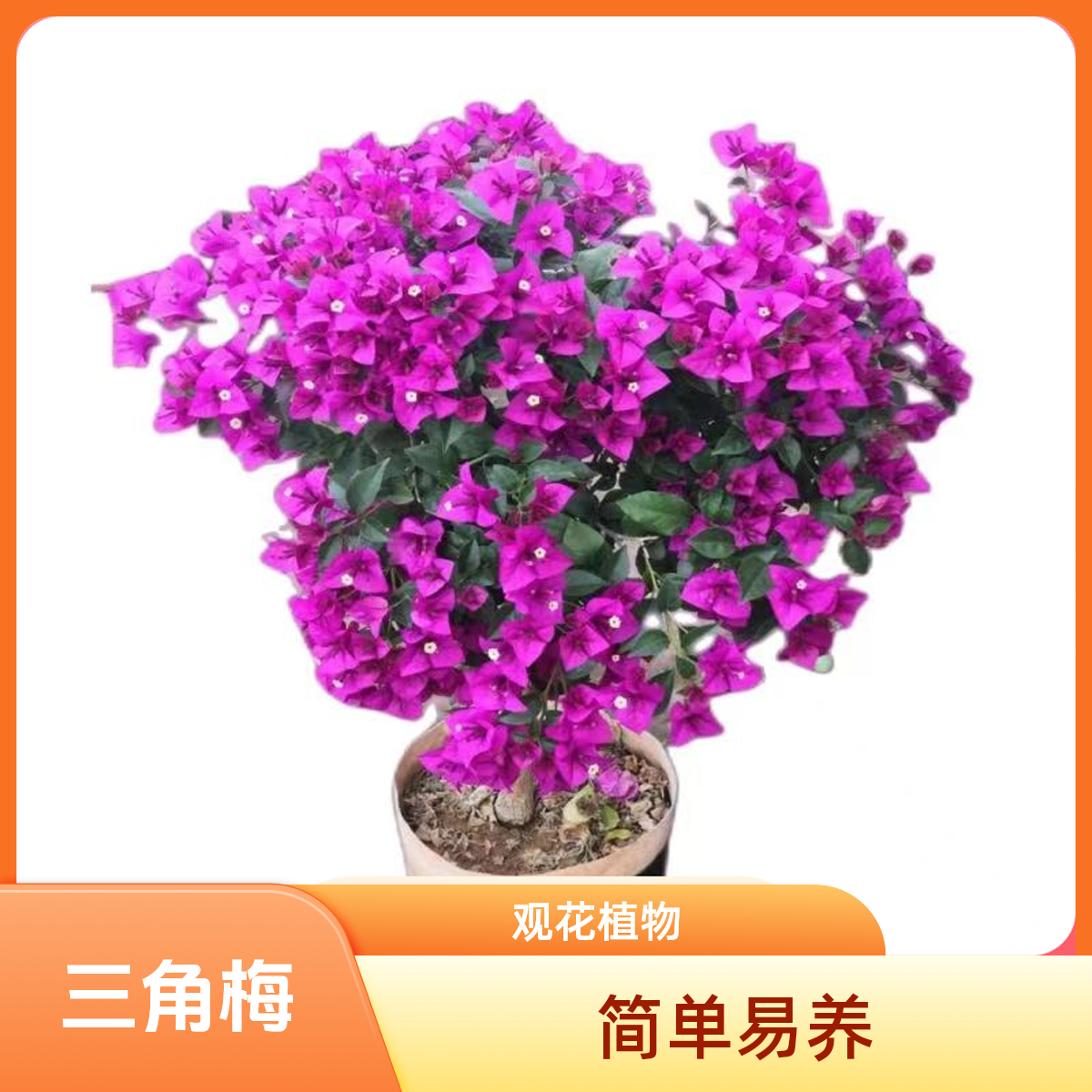三角梅 安格斯云南紫 一年四季循环开花 耐高温【直播间 一物一拍】