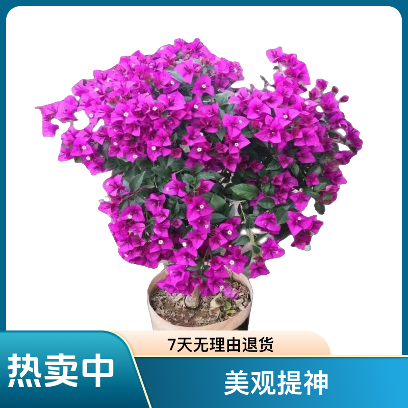 云南紫三角梅四季循环开花 耐高温 适合阳台 庭院 客厅【安格斯】