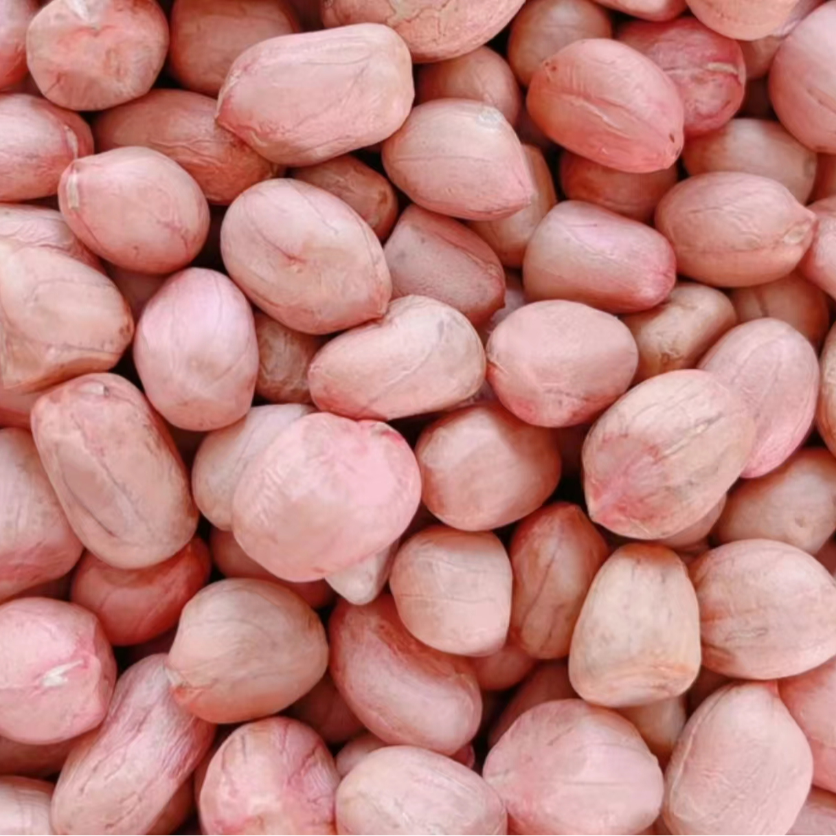 2025年上市花生米 滦州特产 东路花生 500g/包