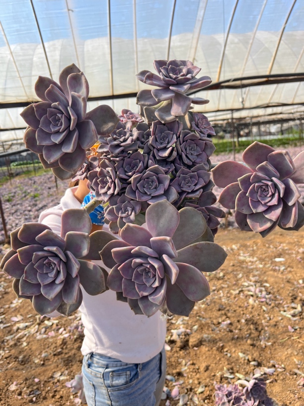 地载糖心血斑老桩多头紫乐一箱耐寒耐热庭院阳台（断枝断头不售后 