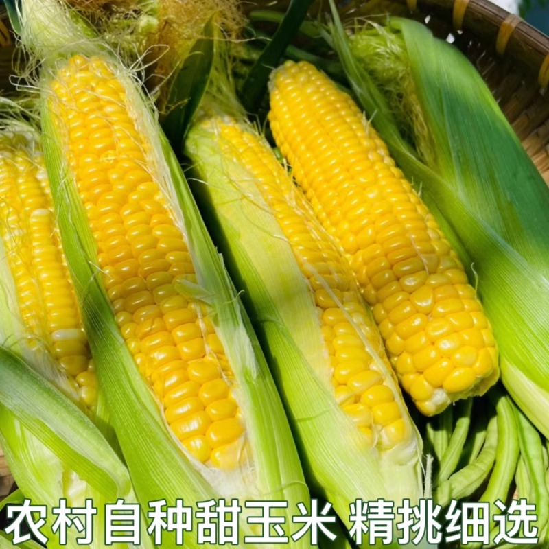 新鲜玉米黄玉米嫩玉米玉米棒子现摘450g水果玉米福建省