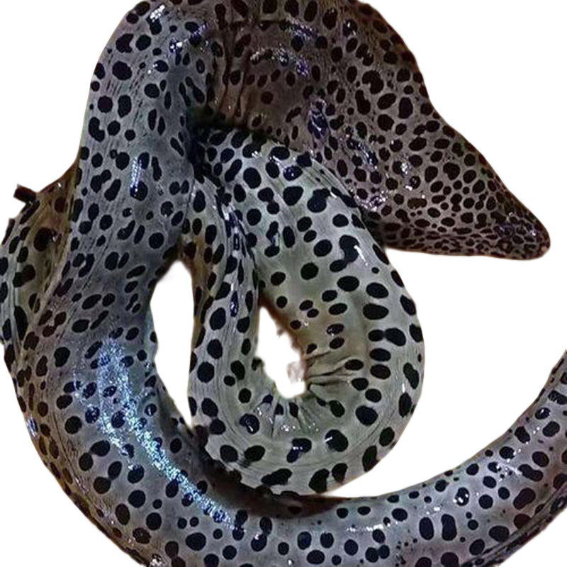  鲜活野生虎鳗金钱鳗石鳗虎鳗新鲜整条59.9/斤