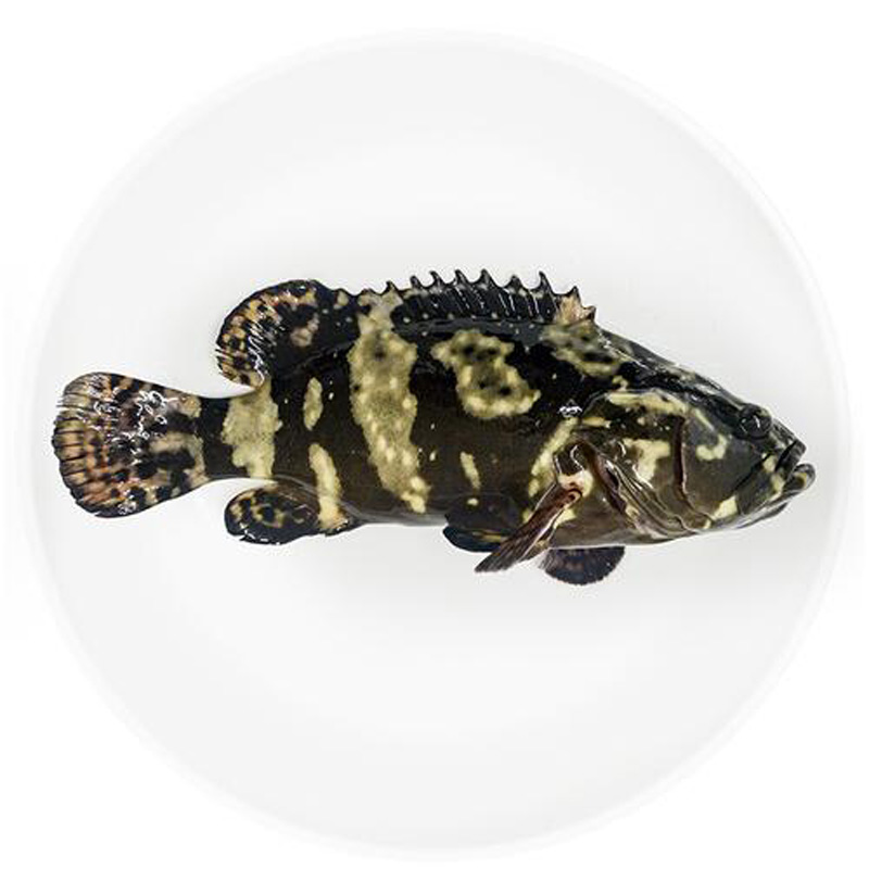 鲜活石斑鱼瓜子斑海鲜珍珠斑鲜活水产鱼（现捞现称，多退少补） 龙胆39.9/斤  深海龙胆44.9/斤，红斑鱼39.9/斤