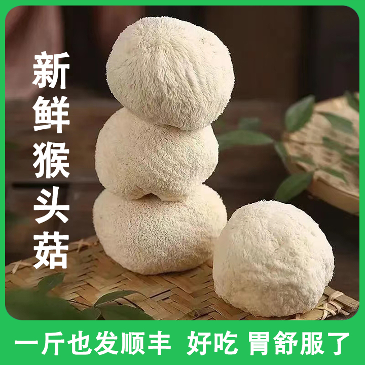 新鲜食用菌白猴头菇一斤装煲汤炒菜鲜嫩顺丰包邮