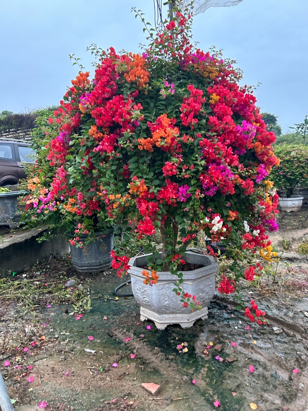 泰国五雀三角梅好养耐高温耐暴晒一物一拍