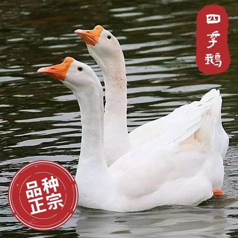农家散养四季大白鹅肉质鲜嫩  营养丰富