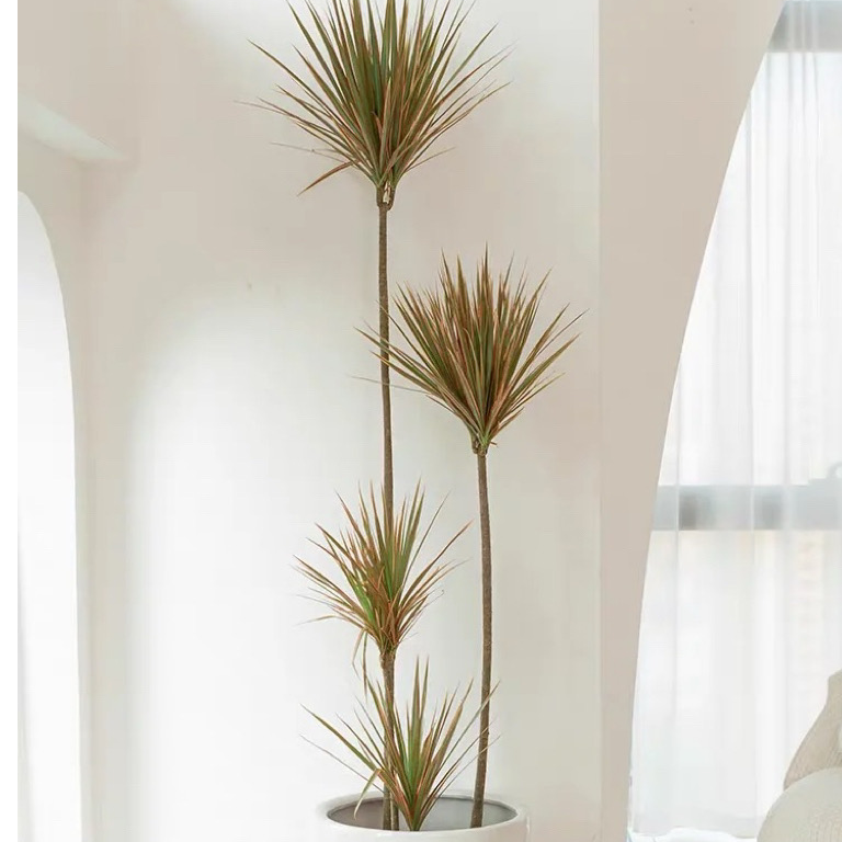 七彩千年木 适合室内室外养护 庭院客厅办公净化空气 寓意好