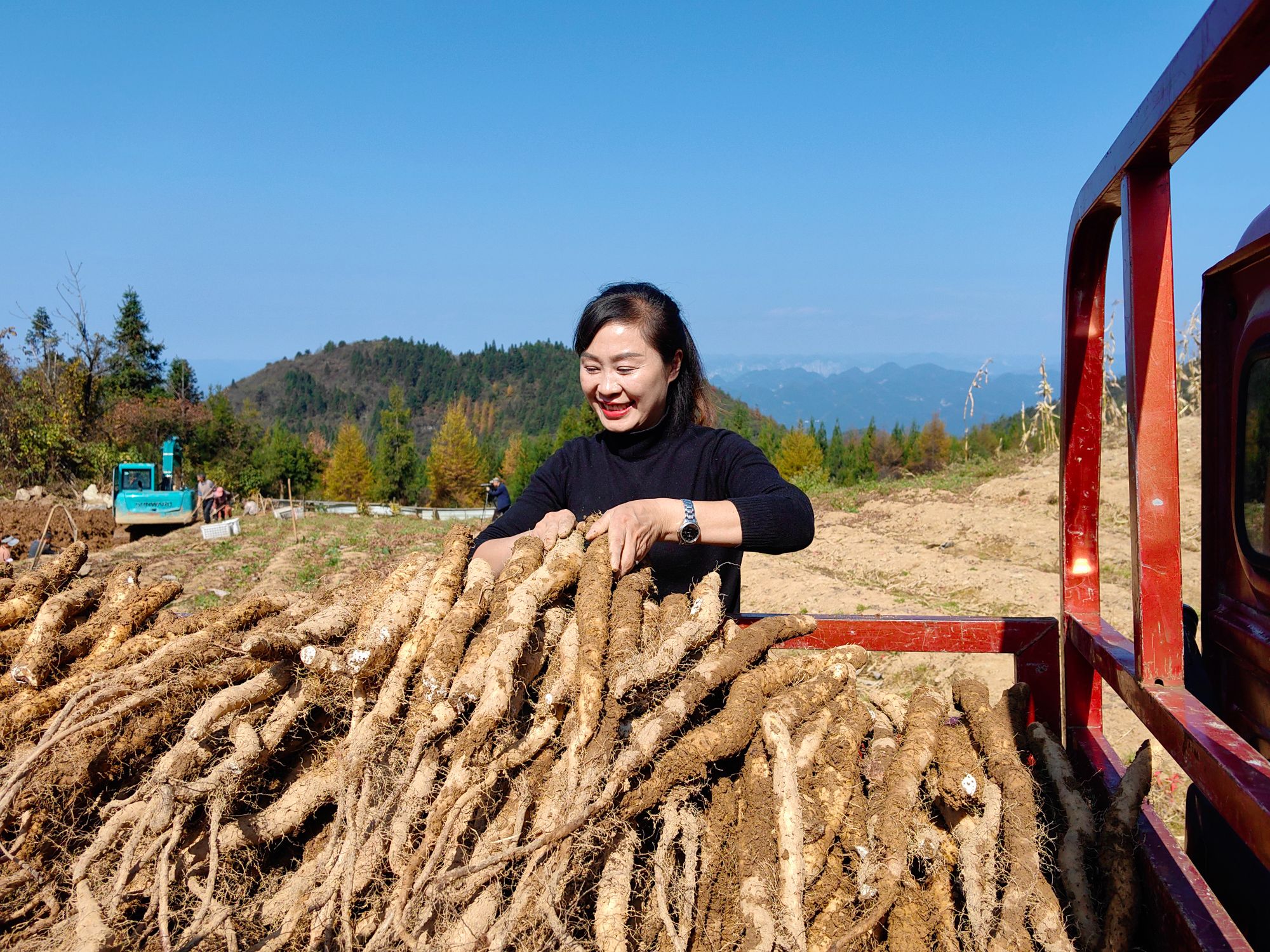 湖北恩施利川山药团堡正宗垆土新鲜现挖粉糯绿色食品地理标志产品