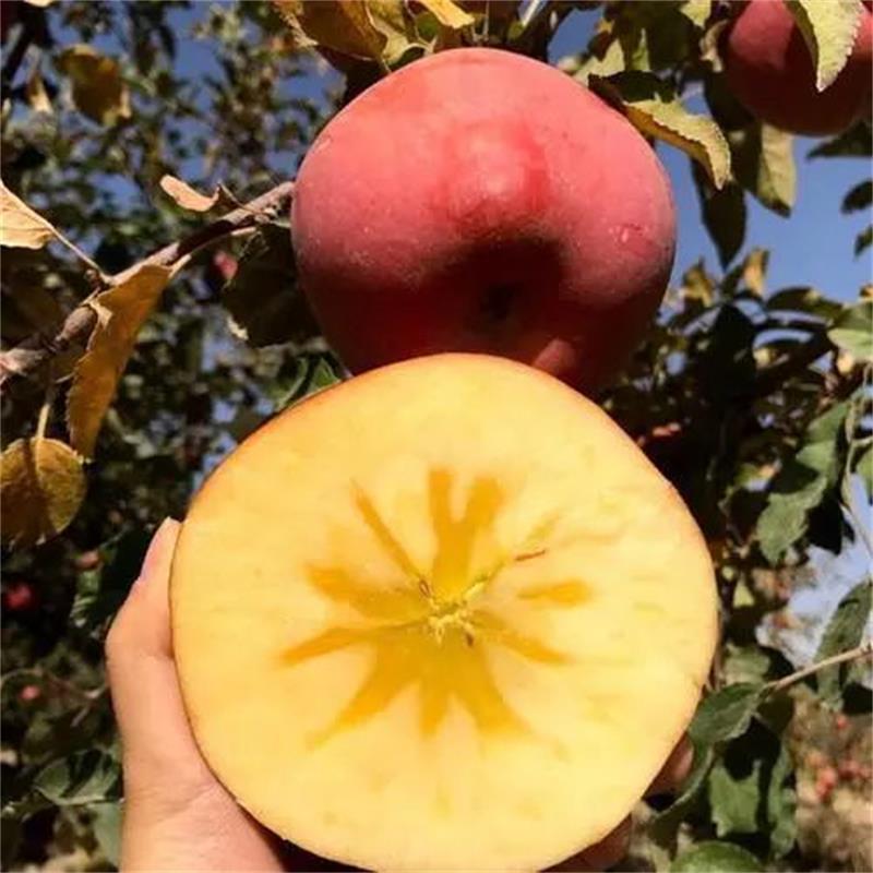 （新疆直发）新疆阿克苏冰糖心苹果脆甜多汁4.5/8斤