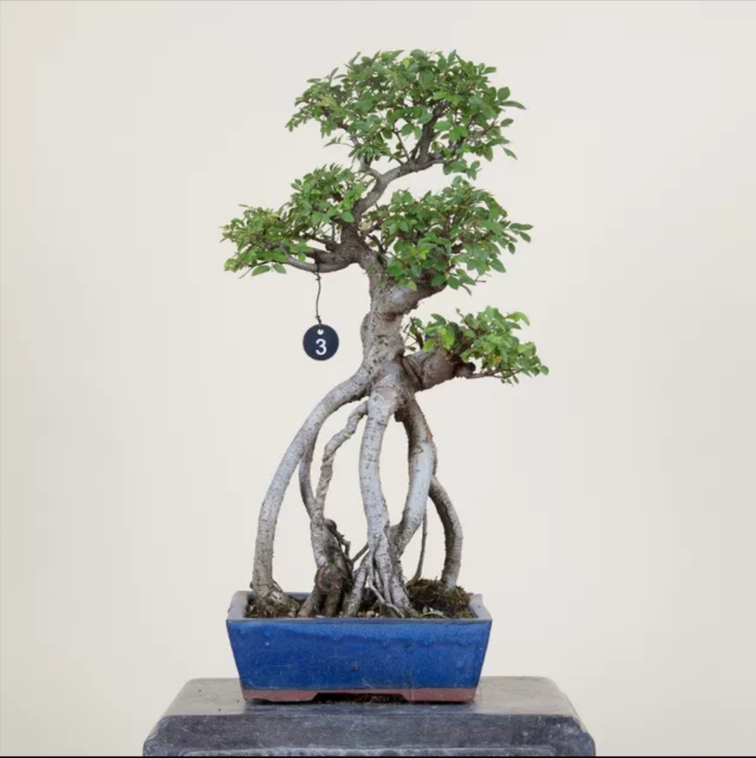 松柏及杂木盆景一物一拍以发财树庭院直播间实物为准按对应价格