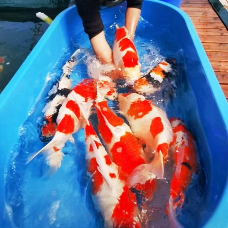 观赏鱼锦鲤冷水淡水大正三色昭和锦鲤鱼白写绯写红白孔雀介子包活