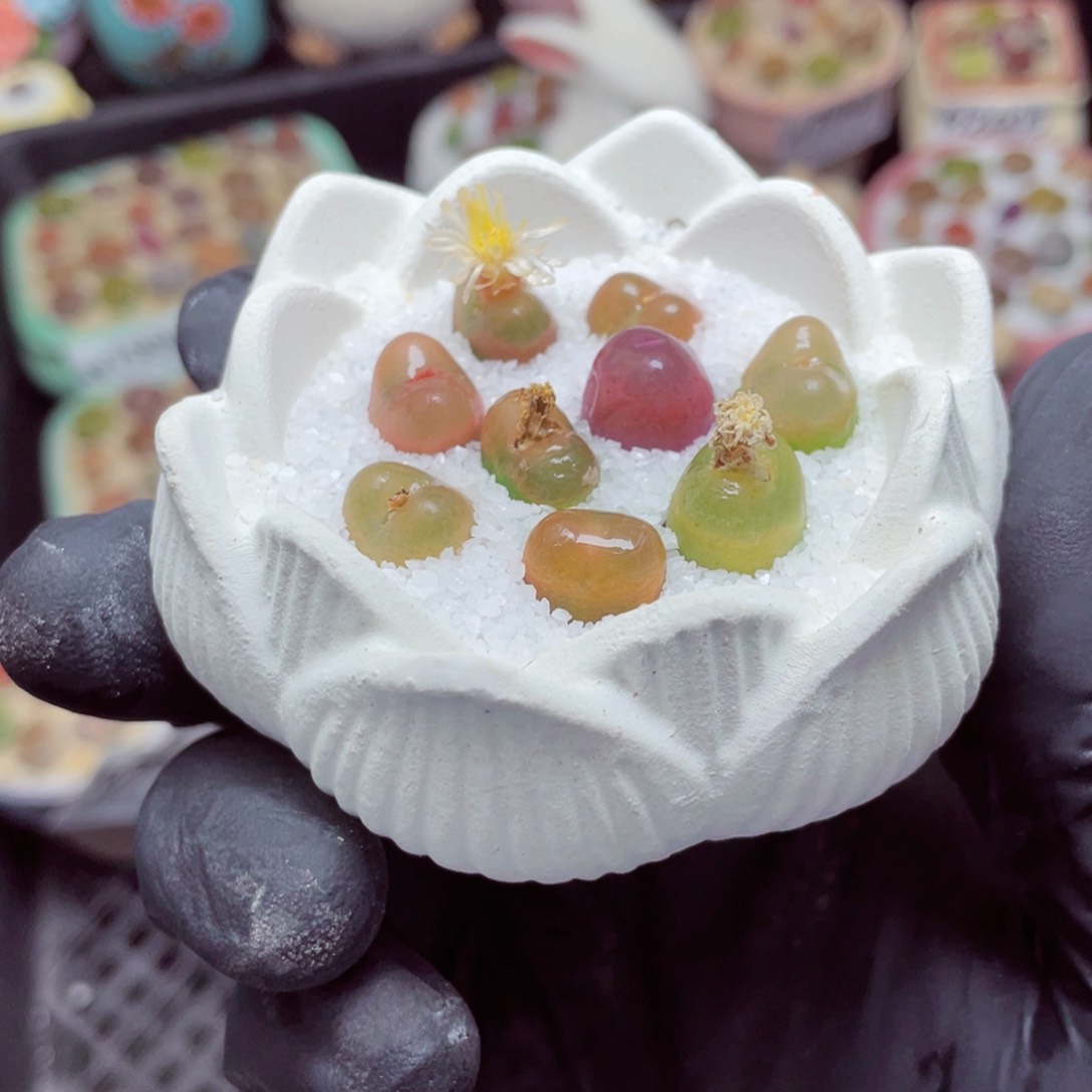 w2008--带盆土发货