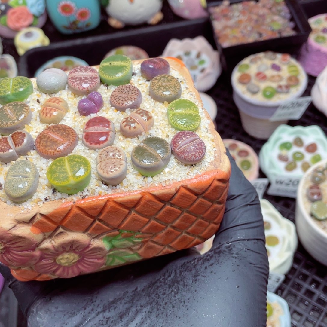 w2059--带盆土发货