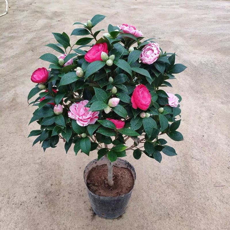 带花苞五色赤丹山茶花树苗盆栽重瓣室内外耐寒好养浓香型四季常青
