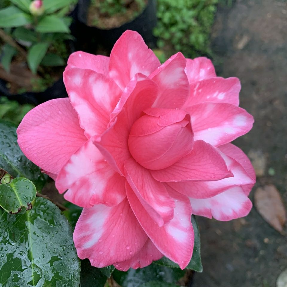 名贵斑砂金茶山花树苗花卉盆栽带云斑又名莎莉茶花带花苞包邮