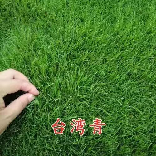 真草坪草皮带泥土剪股颖花园绿化庭院四季青草皮马尼拉果岭草