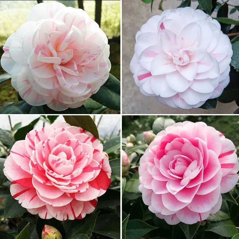 十八学士白底茶花正宗带花苞室内四季绿植多色山茶花树苗阳台热卖